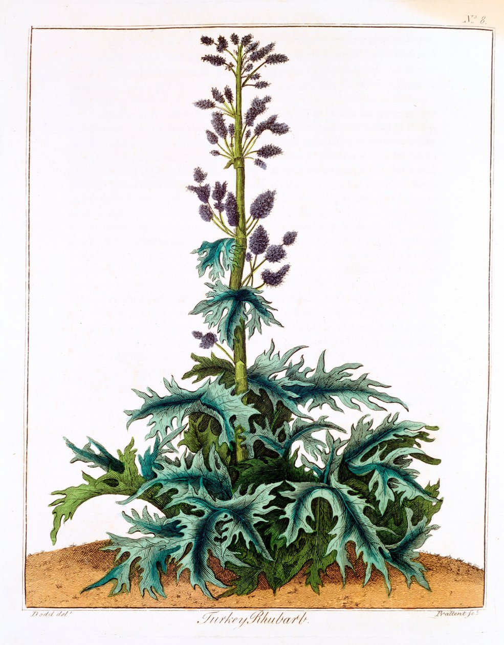 Rabarbar indyczy, 1798 autorstwa Unbekannt