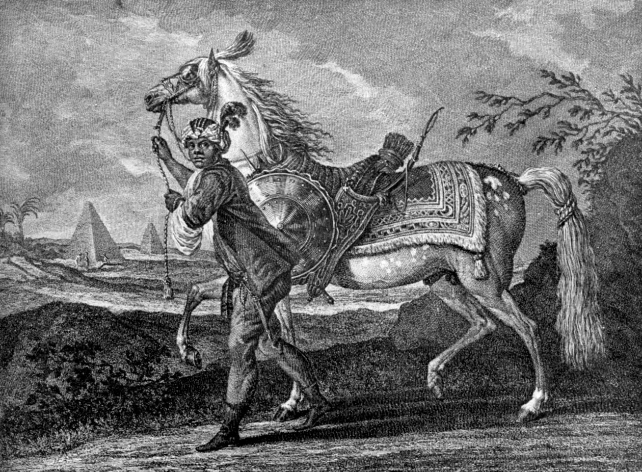 Turecki koń arabski, 1722 1938 autorstwa Unbekannt