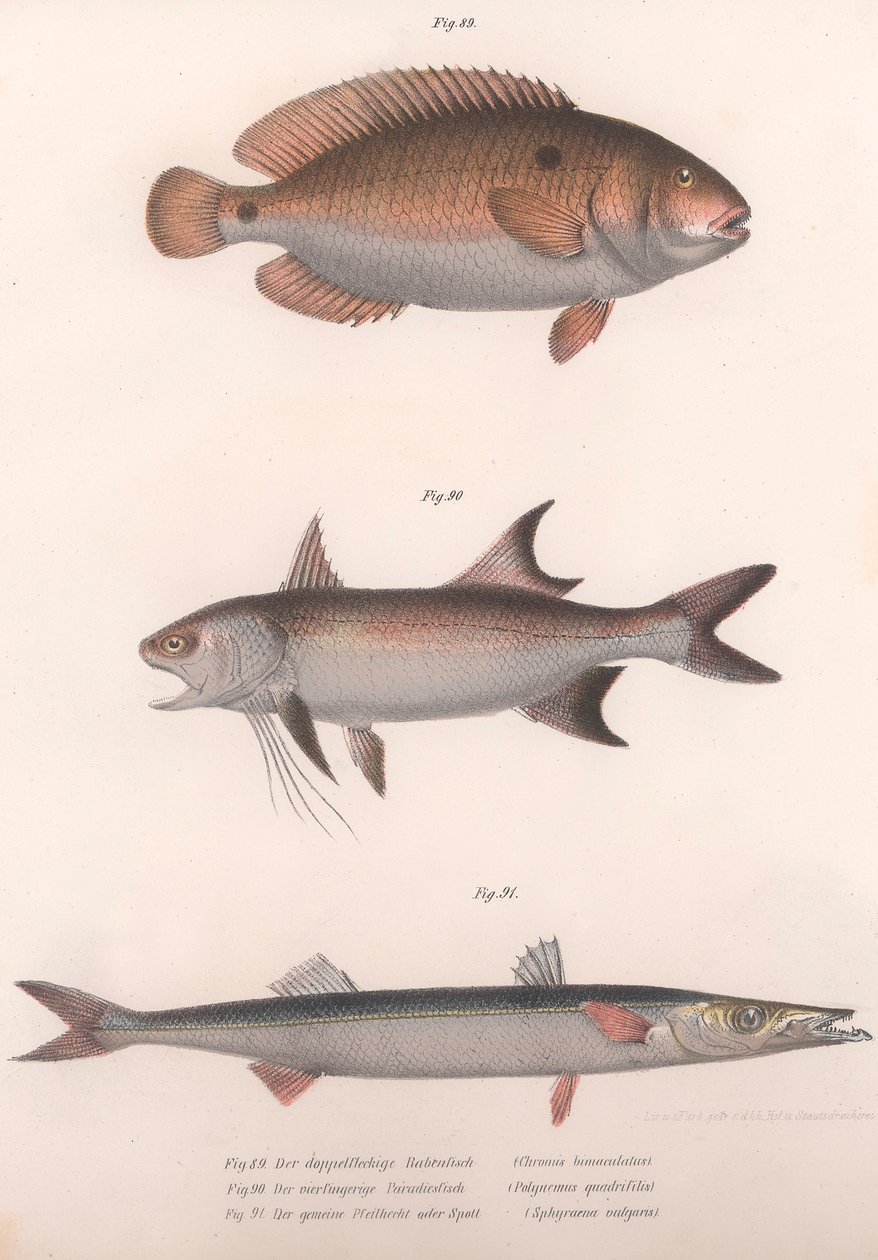 Bimaculatus dwupunktowy, afrykański czerwonopłetwy, pospolita barakuda, ok. 1850 r. autorstwa Unbekannt