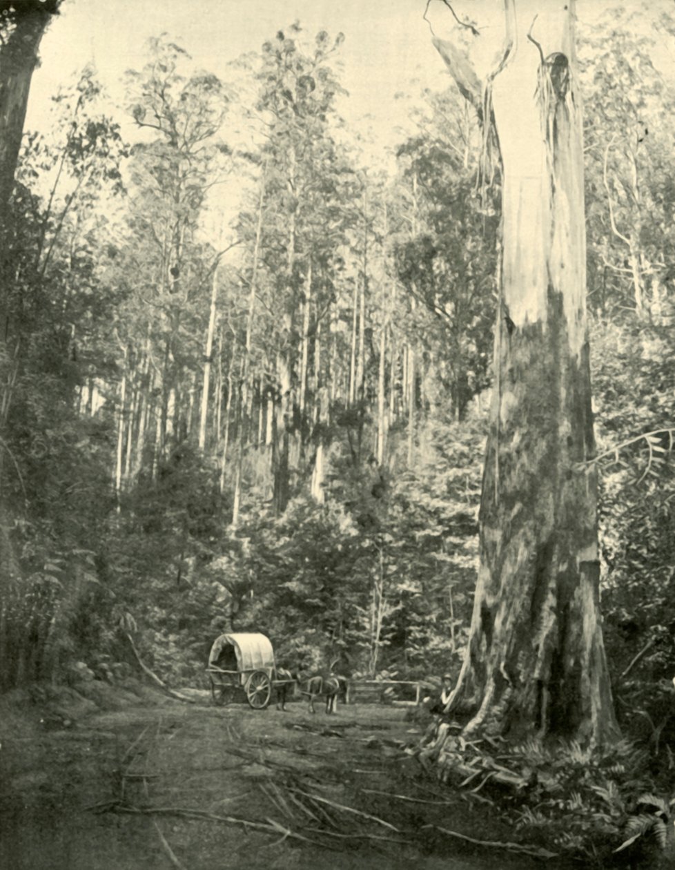 Wujek Sam, 1901. autorstwa Unbekannt