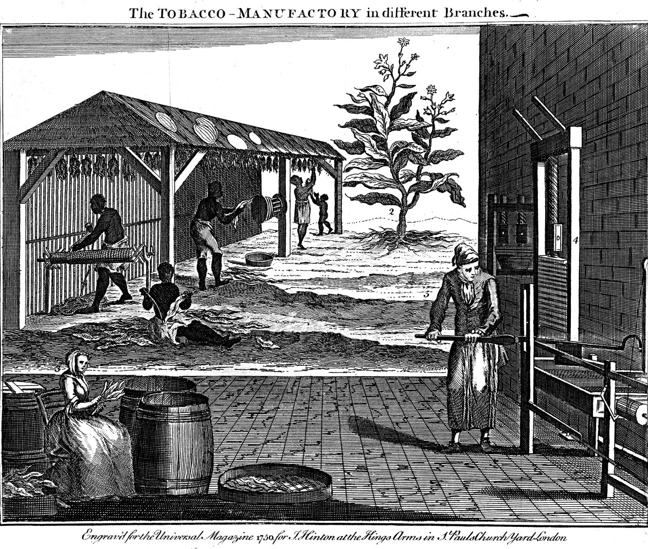 Różne etapy produkcji tytoniu, Virginia, USA, 1750 autorstwa Unbekannt