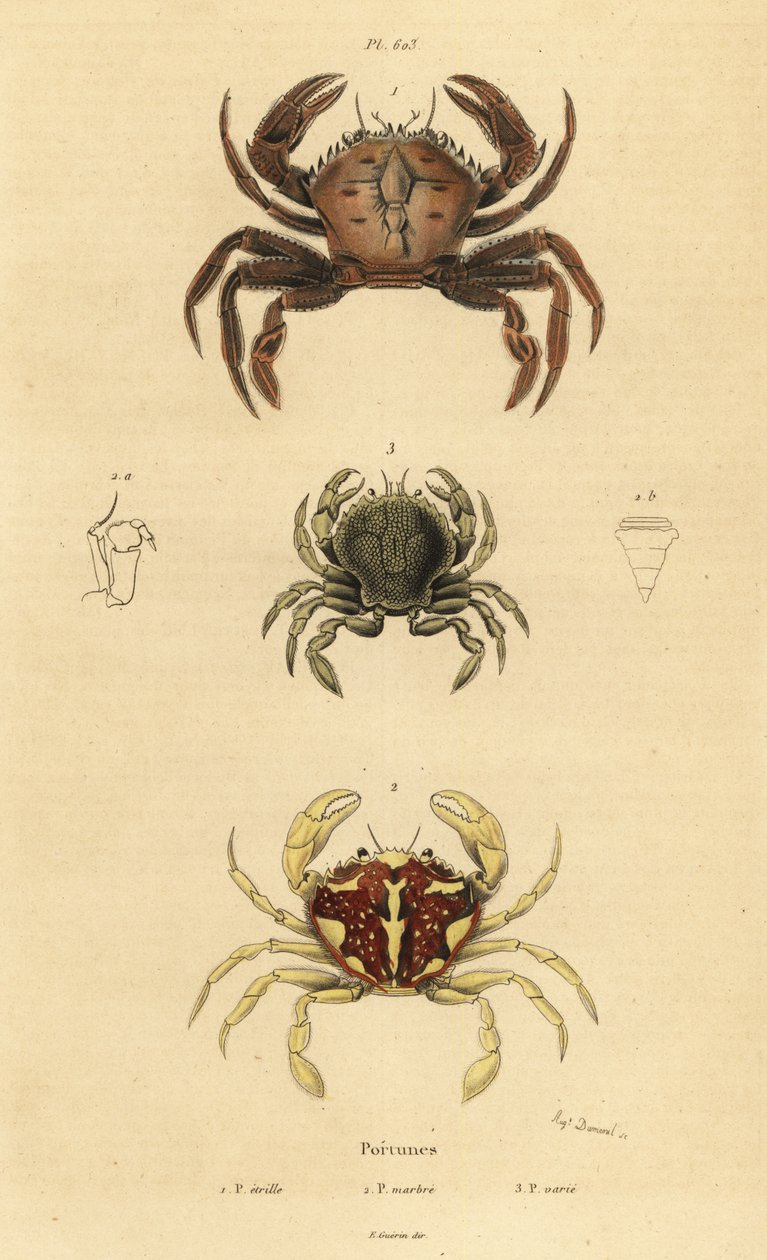 Krab aksamitny, Necora puber 1, pływający krab marmurkowy, Liocarcinus marmoreus 2 i pływający krab Pennanta, Portumnus latipes 3 autorstwa Unbekannt