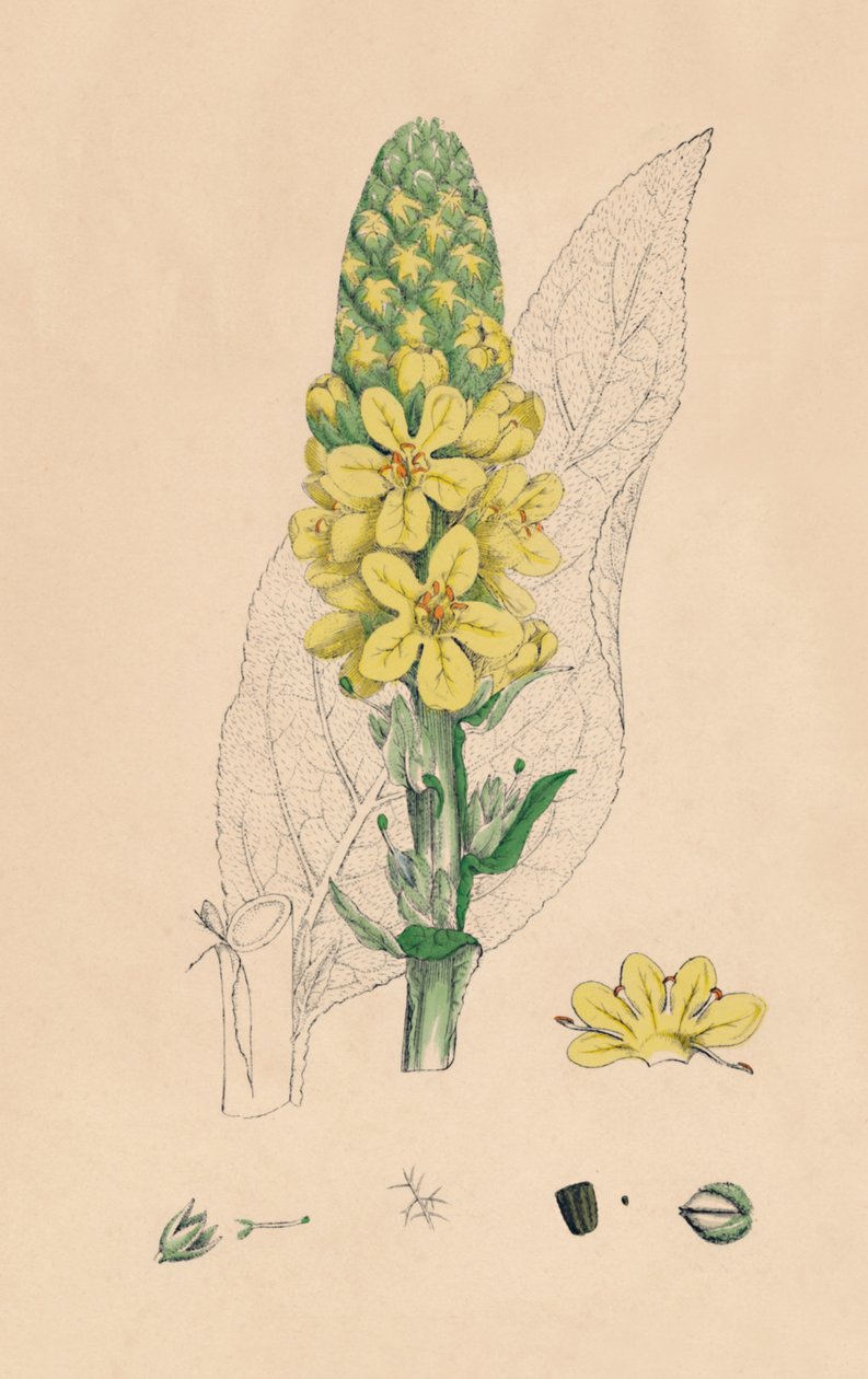 Verbascum Thapsus. Wielka dziewanna, XIX wiek autorstwa Unbekannt