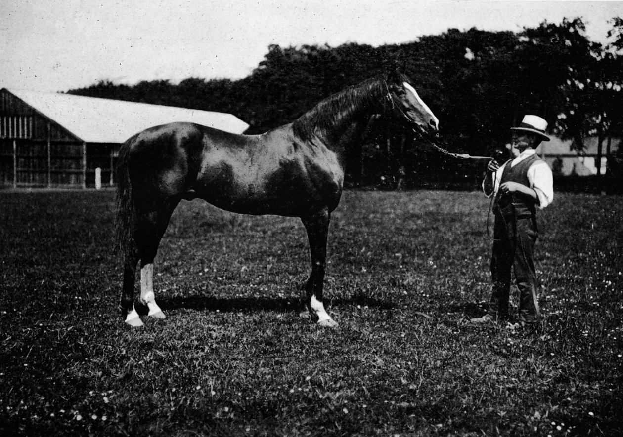 Wiktor Dziki, 1911 autorstwa Unbekannt