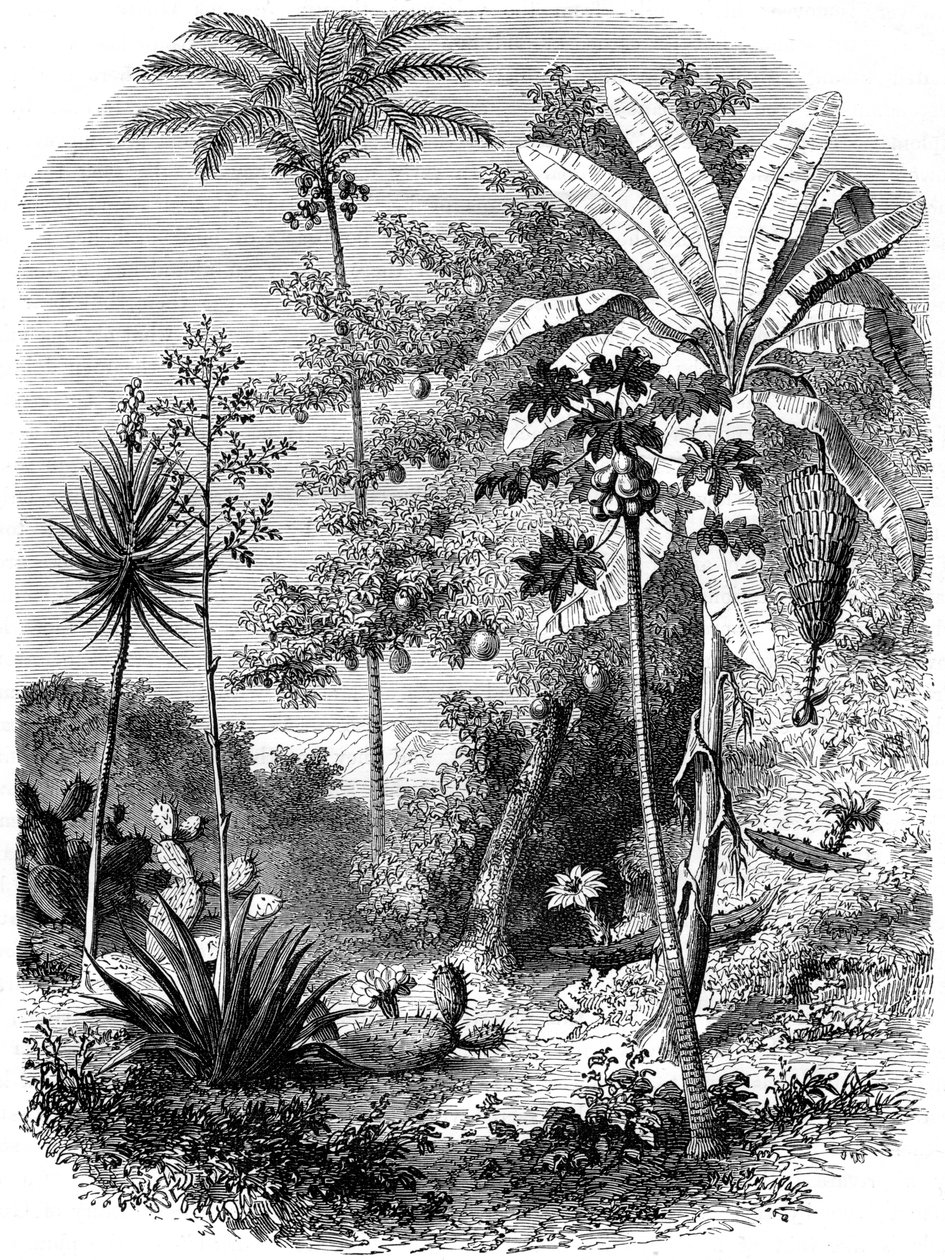 Widok na hiszpański Main, Gwatemala, 1877 autorstwa Unbekannt