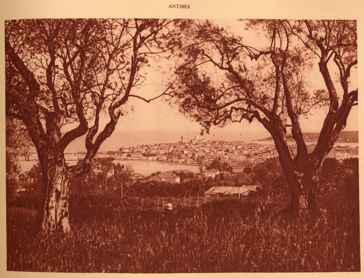 Widok przez drzewa oliwne do Antibes, 1930. autorstwa Unbekannt