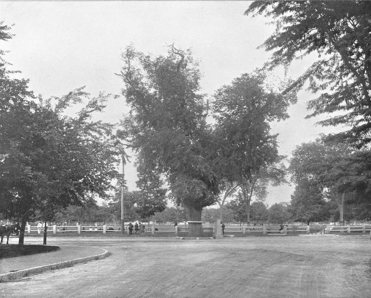 Wiąz Waszyngtona, Cambridge, Massachusetts, USA, ok. 1900. autorstwa Unbekannt