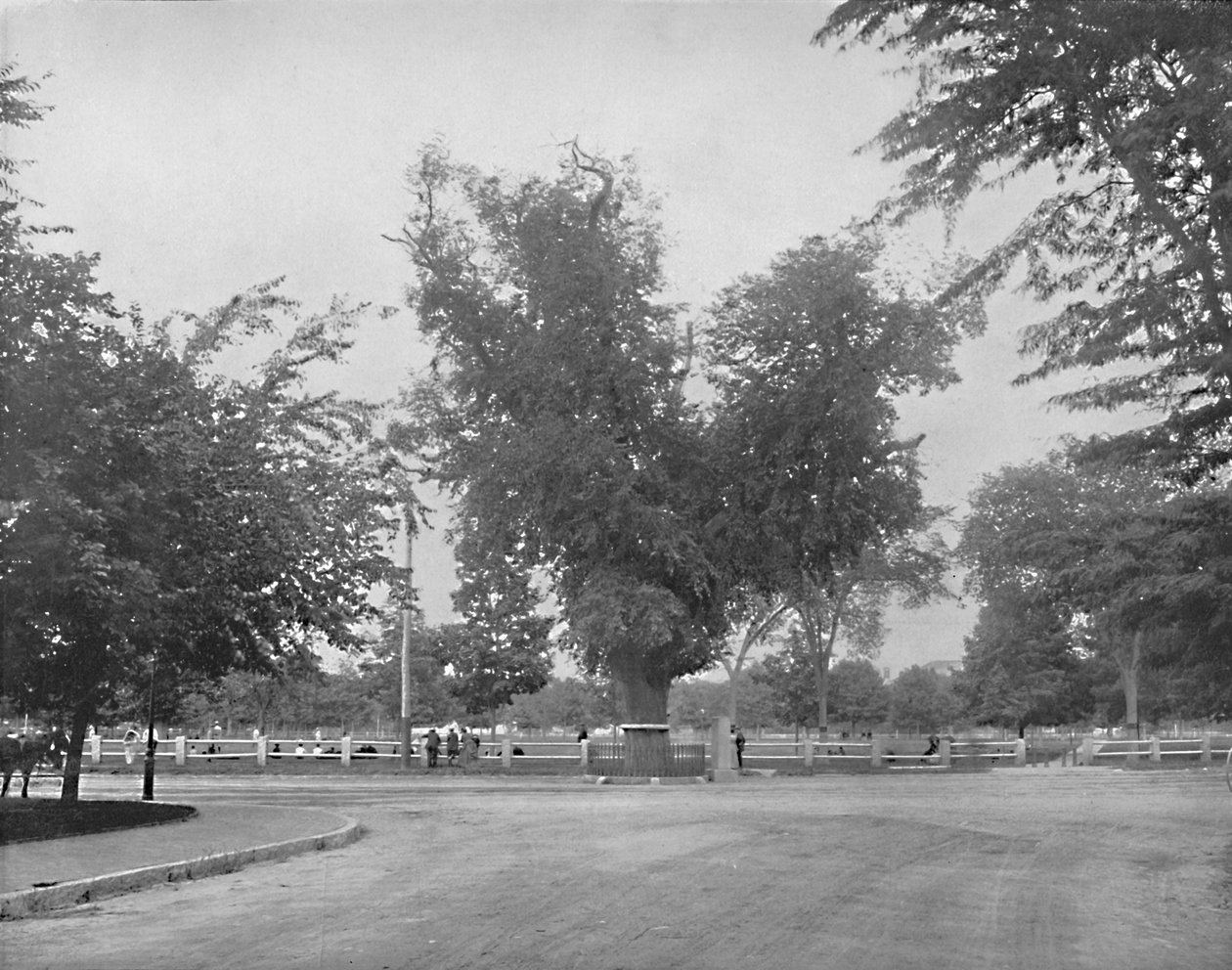 Wiąz Waszyngtona, Cambridge, Massachusetts, c1897. autorstwa Unbekannt