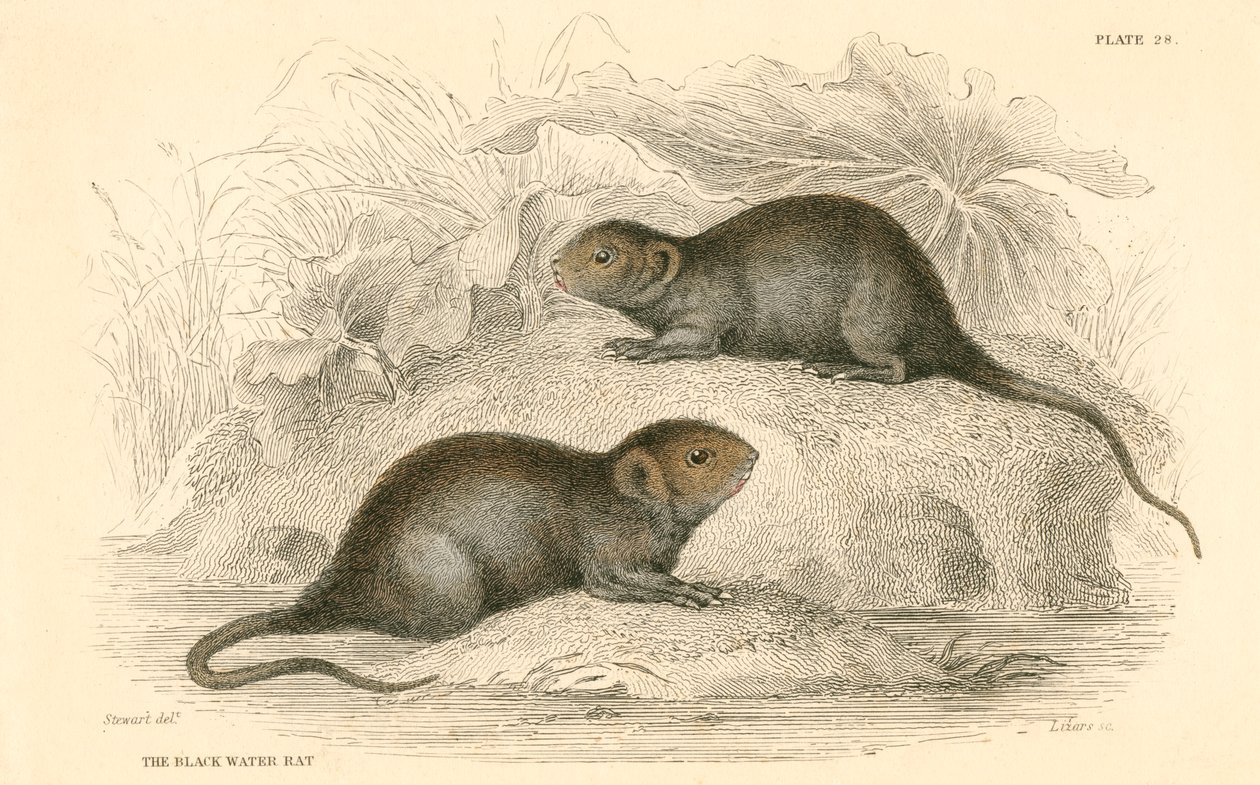 Karczownik wodny Arvicola terrestris, znany również jako czarny szczur wodny, 1828 autorstwa Unbekannt