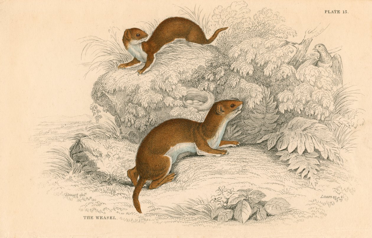 Łasica Putorius nivalisMustela vulgaris, najmniejszy europejski mięsożerca, 1828 autorstwa Unbekannt