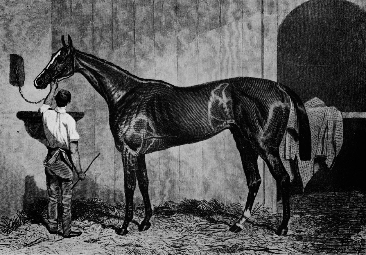 Zachodnia australijska, 1850-1870, 1911 autorstwa Unbekannt