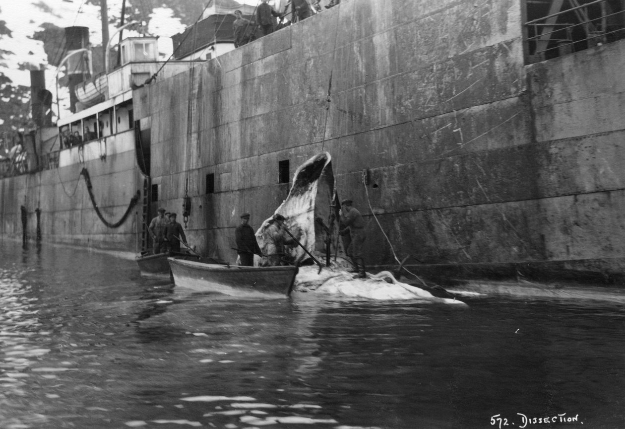 Wielorybnictwo, Zatoka Magdaleny, Spitzbergen, Norwegia, 1929 autorstwa Unbekannt