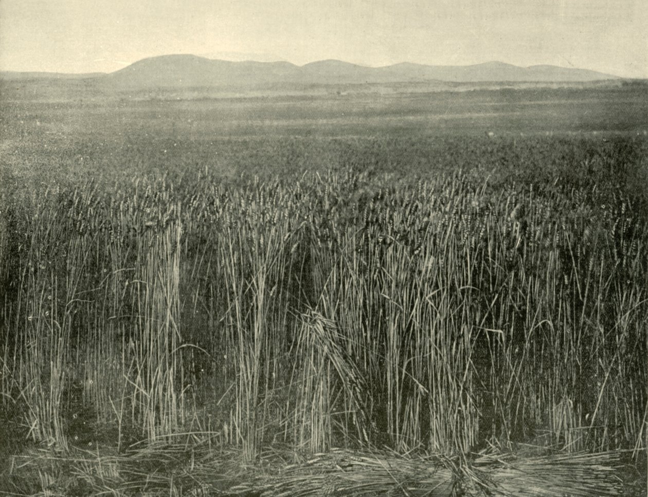Pole pszenicy, Canning Downs, Queensland, 1901. autorstwa Unbekannt