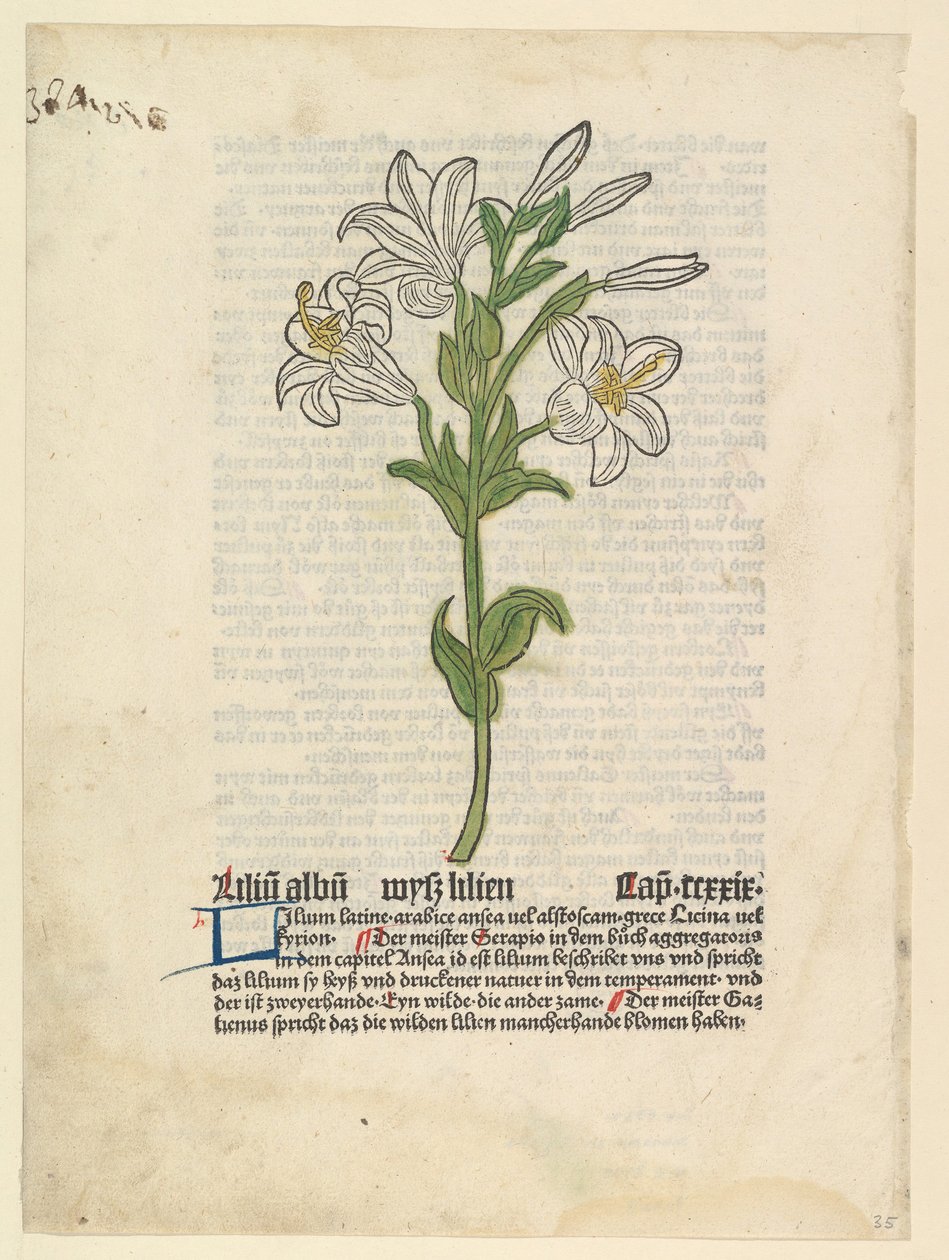 Biała lilia, ilustracja z Gart der Gesundheit Sch.4332, 28 marca 1485. autorstwa Unbekannt