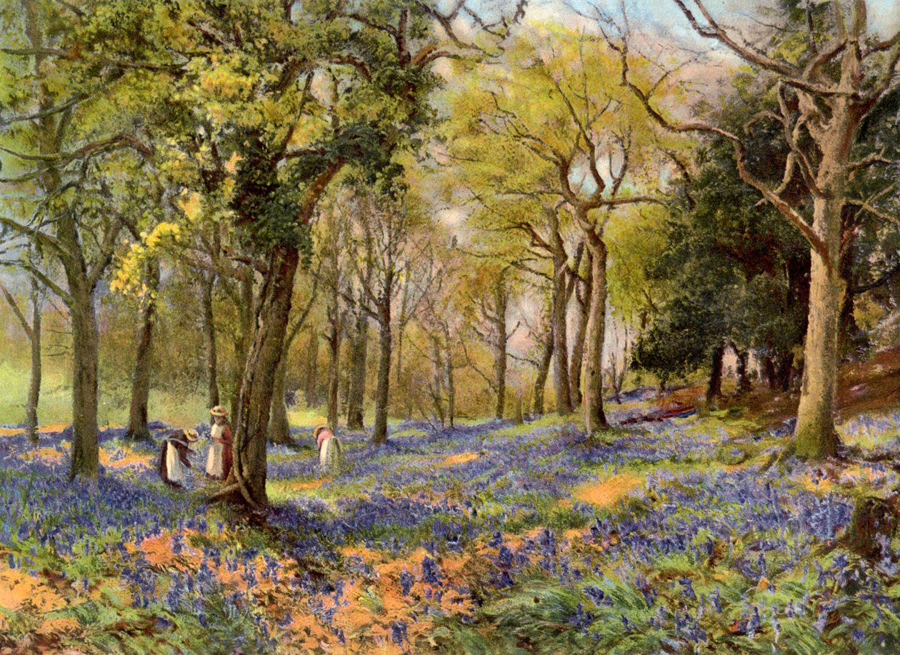 Dzikie hiacynty w zagajniku Surrey, 1906 autorstwa Unbekannt
