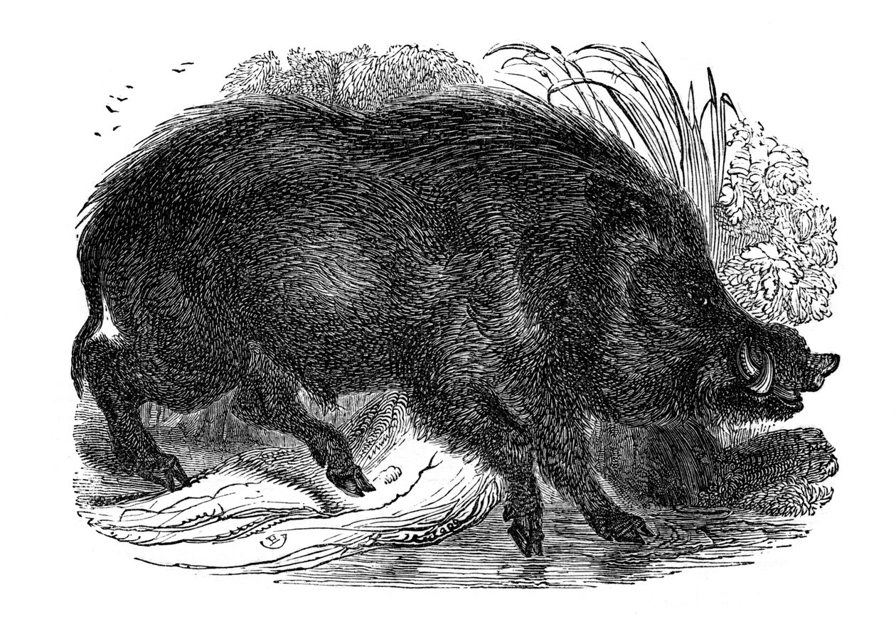 Dzik, 1848 autorstwa Unbekannt
