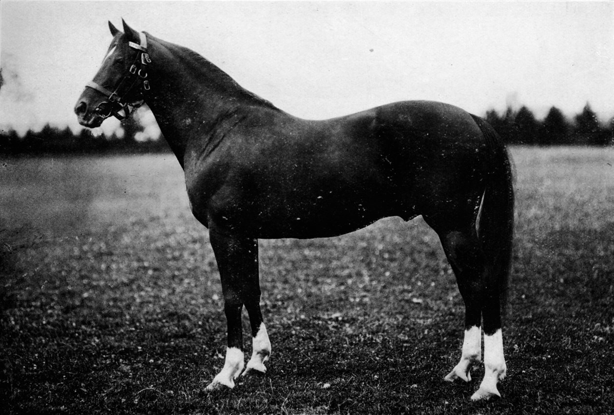 Ptactwo, XIX w., 1911 autorstwa Unbekannt