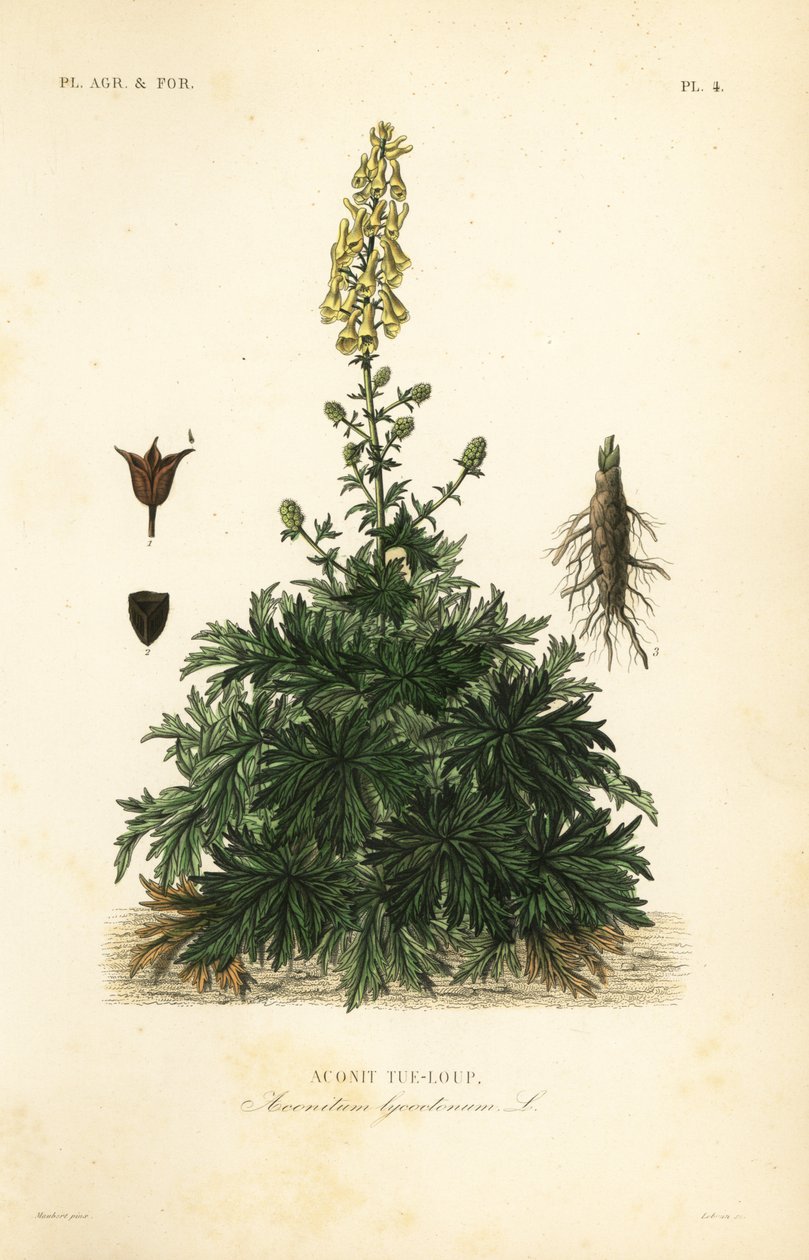 zguba wilcza lub wilczy zgub, Aconitum lycoctonum, tojad wilczy autorstwa Unbekannt