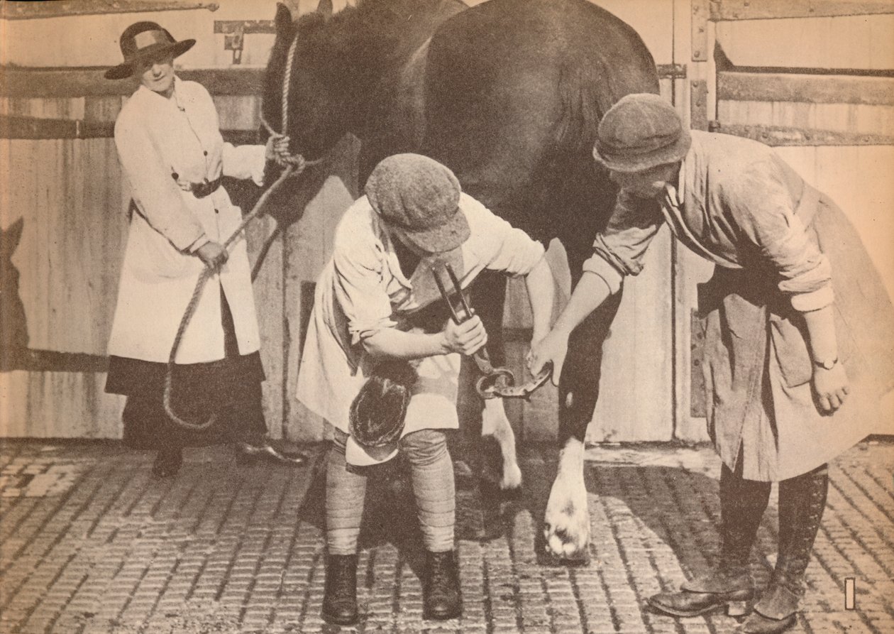 Kobiety jako podkuwacze w szpitalu dla koni dużej firmy styczników przewozowych, ok. 1916, 1935 autorstwa Unbekannt