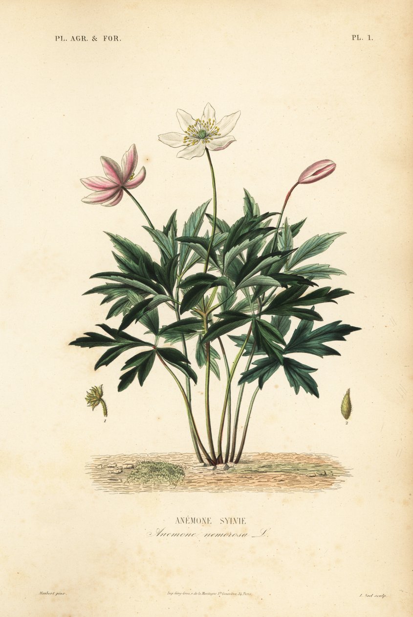 Zawilec drzewny lub wiatrak, Anemone nemorosa, Anemone sylvie autorstwa Unbekannt