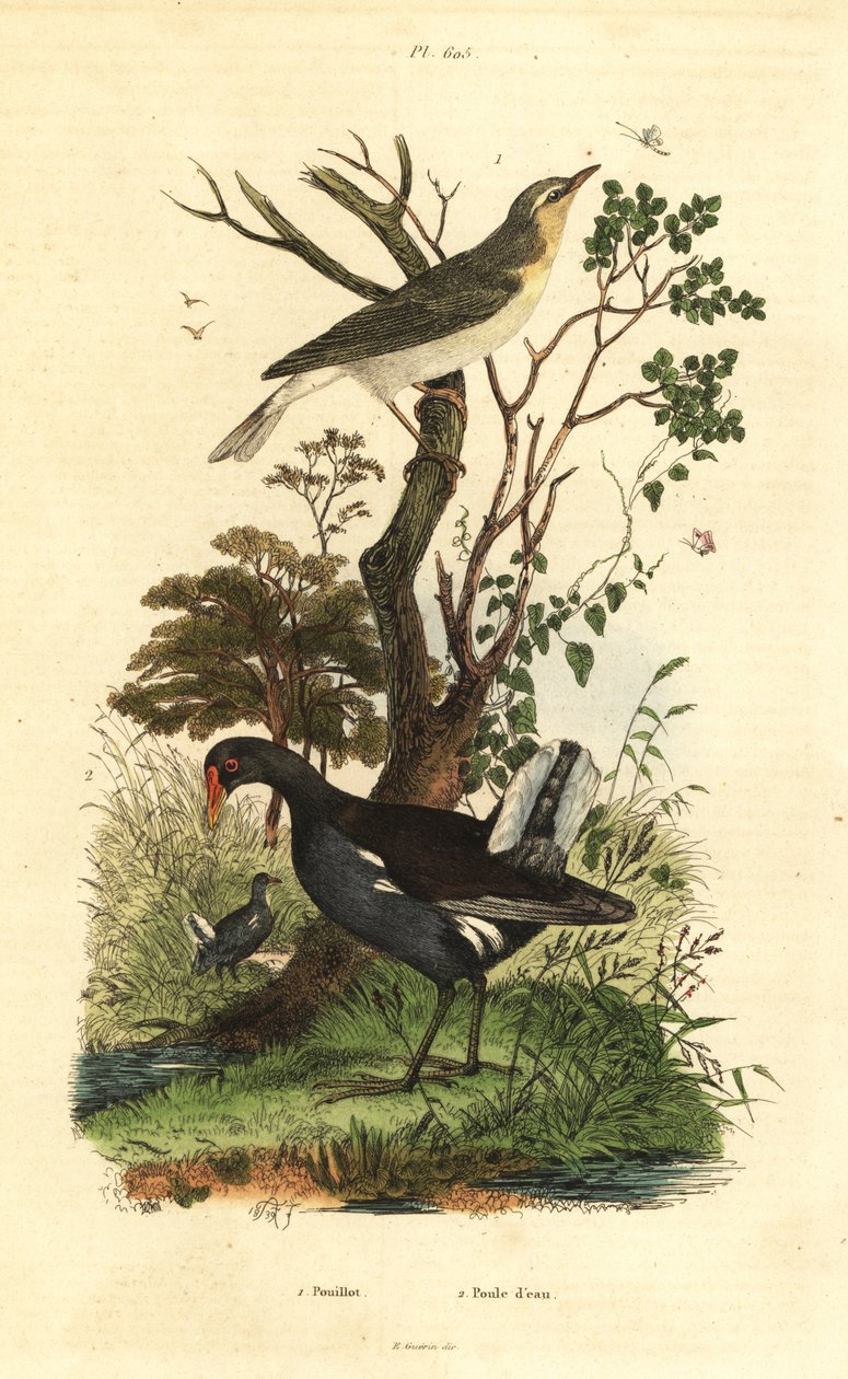 Lasówka , Phylloscopus sibilatrix i kokoszka , Gallinula chloropus autorstwa Unbekannt