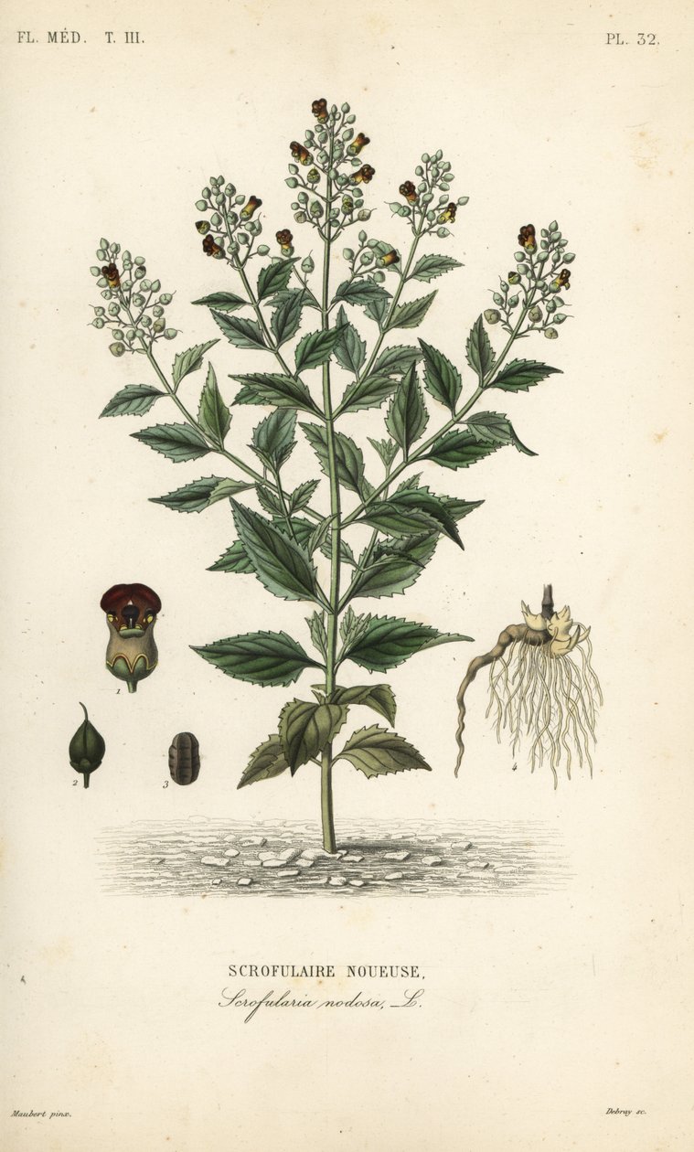 Figowiec leśny, Scrophularia nodosa, Scrofulaire noueuse autorstwa Unbekannt