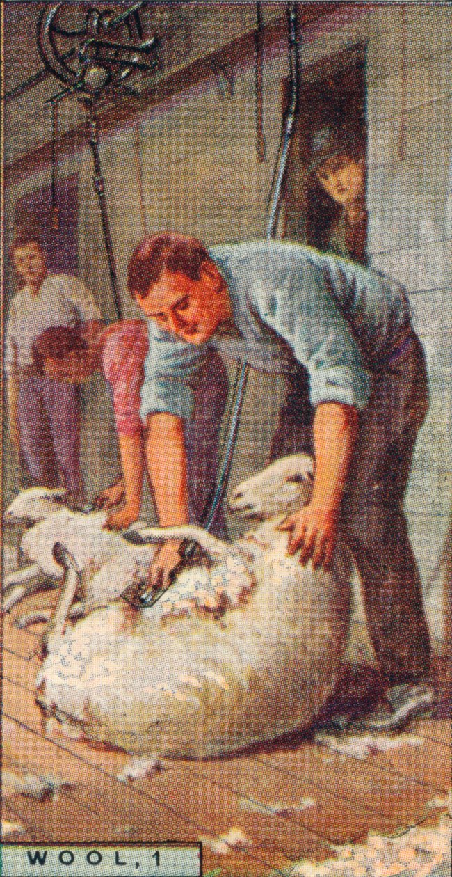 Wełna, 1. - Strzyżenie owiec przez maszyny, Australia, 1928 autorstwa Unbekannt