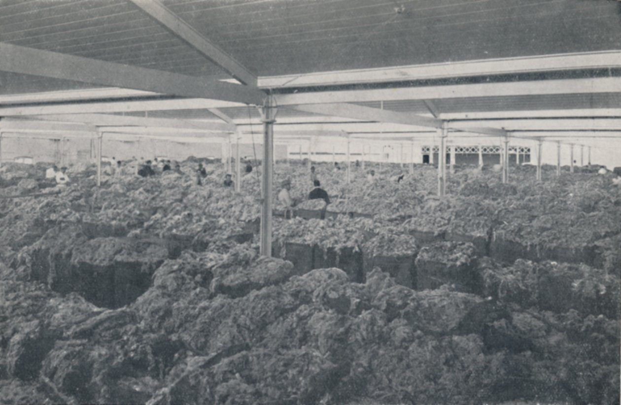 Wełna na sprzedaż w salonie w Melbourne, 1923. autorstwa Unbekannt