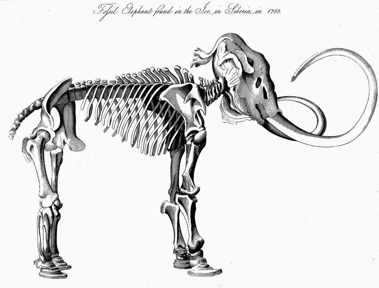 Szkielet mamuta włochatego Mammuthus, 1830 autorstwa Unbekannt