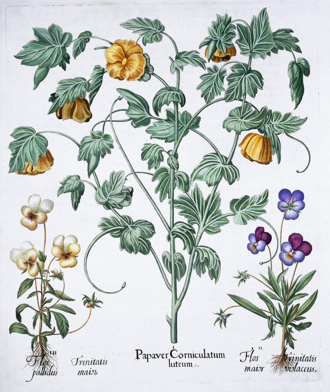 Żółty Mak rogaty, 1613 autorstwa Unbekannt