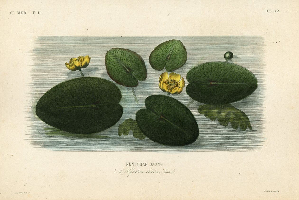 Żółta lilia wodna, Nuphar lutea, Nenuphar lutea, Nenuphar jaune autorstwa Unbekannt