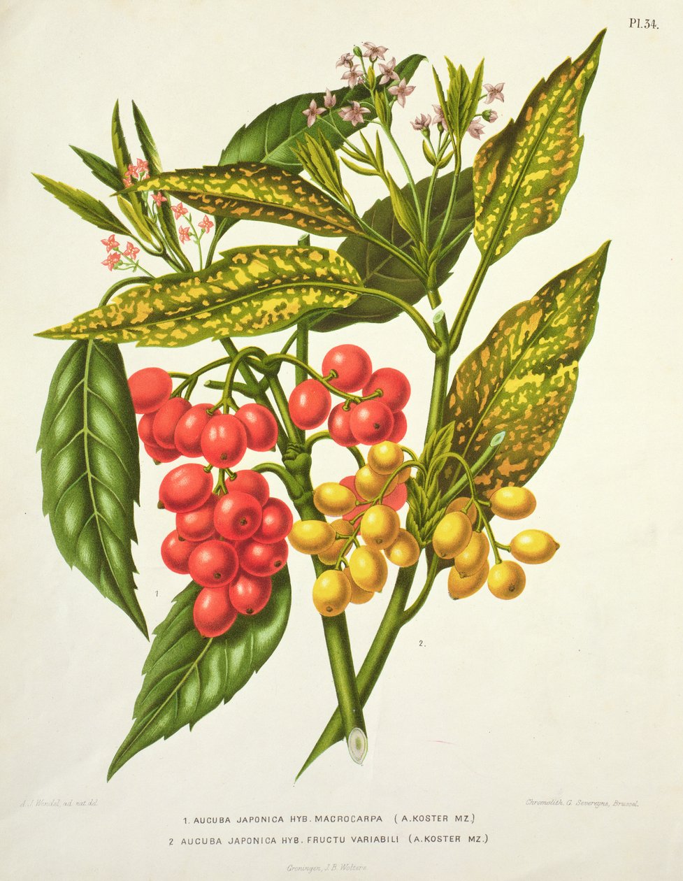 Aucuba japonica hybrid macrocarpa i Fructu variabili, A. Koster (XIX wiek) (druk) autorstwa Unbekannt Unbekannt