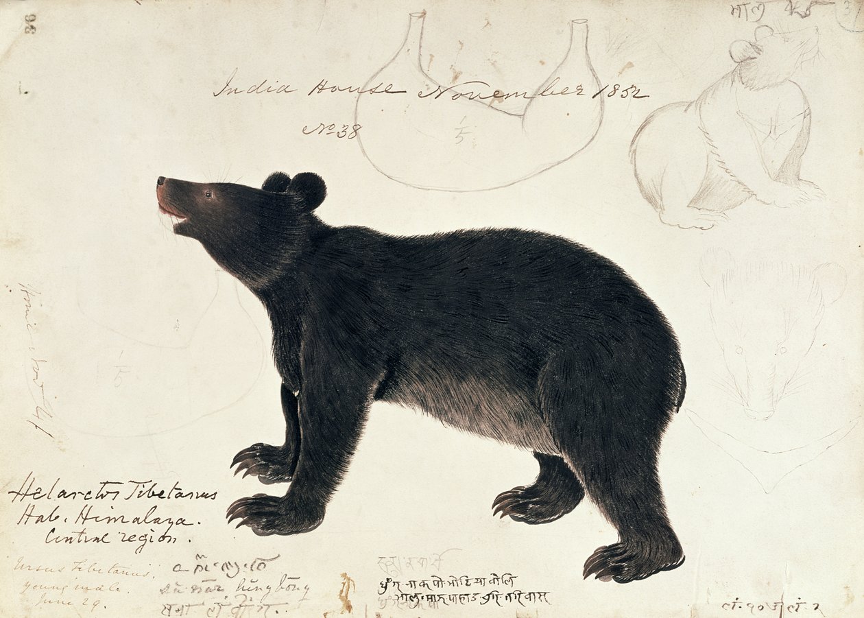 Rysunek niedźwiedzia czarnego azjatyckiego, Ursus Tibetanus, z centralnego regionu Himalajów autorstwa Unbekannt Unbekannt