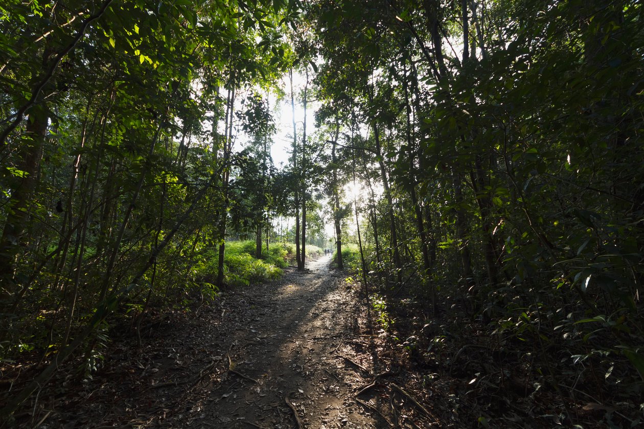 Ścieżka w dżungli przy Camp Leaky, Park Narodowy Tanjung Puting, Central Kalimantan, Borneo, Indonezja autorstwa Unbekannt Unbekannt