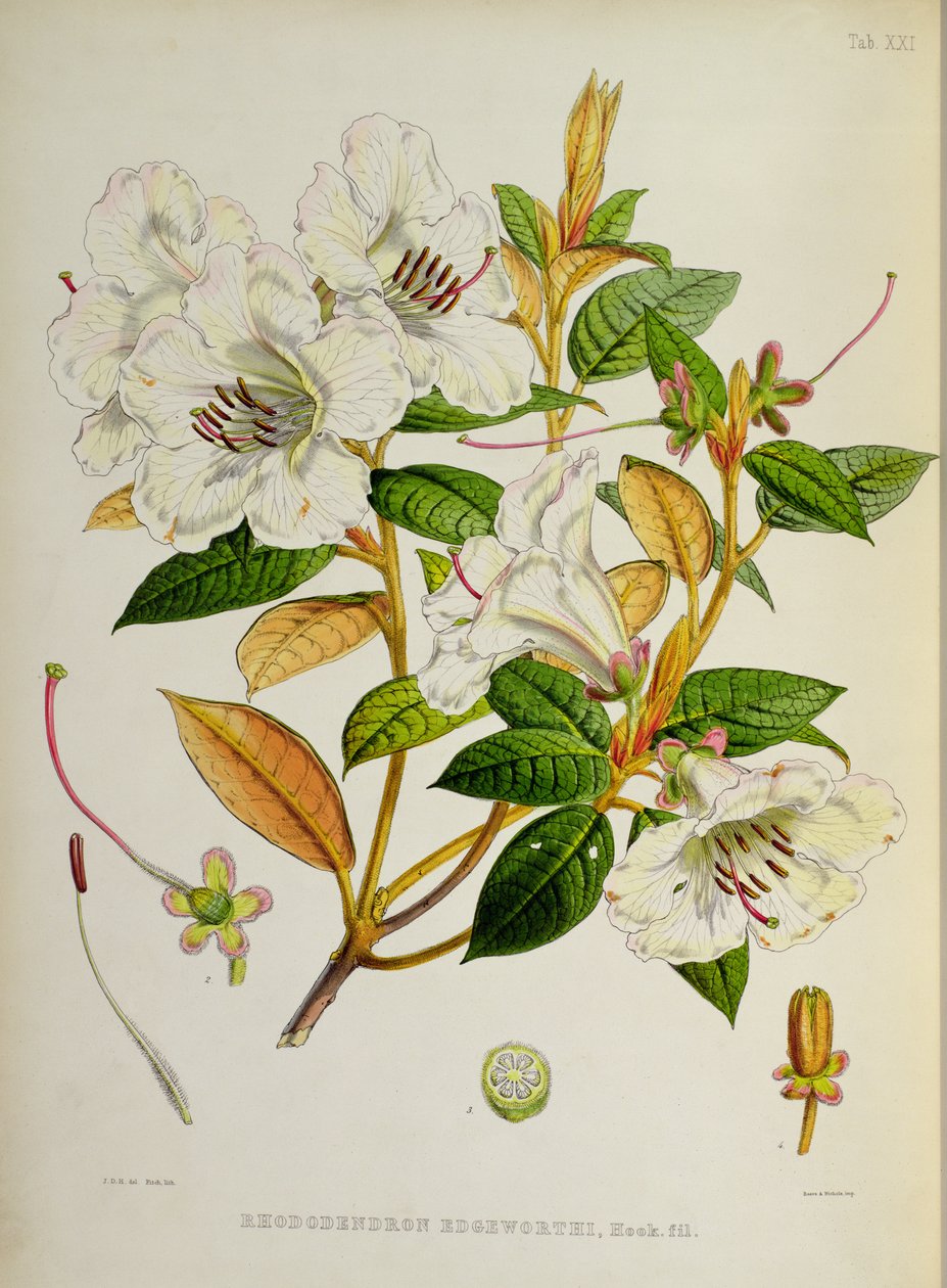 Rododendron: Edgeworthi z „Rhododendrons of Sikkim-Himalaya” J.D. Hooker 1849-51 autorstwa Unbekannt Unbekannt