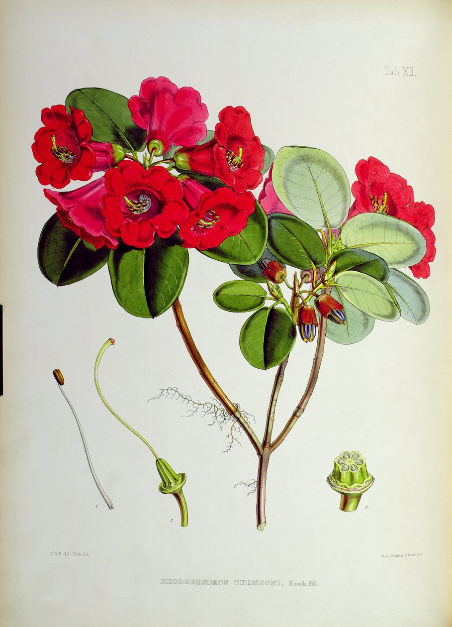 Rhododendron: Thomsoni, z „Rhododendrons of Sikkim-Himalaya” J.D. Hooker 1849-51 autorstwa Unbekannt Unbekannt