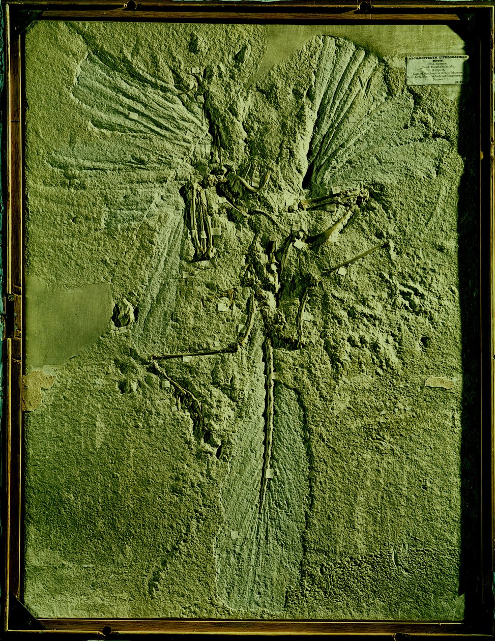 Odlew Archeopteryx litographica autorstwa Unbekannt Unbekannt