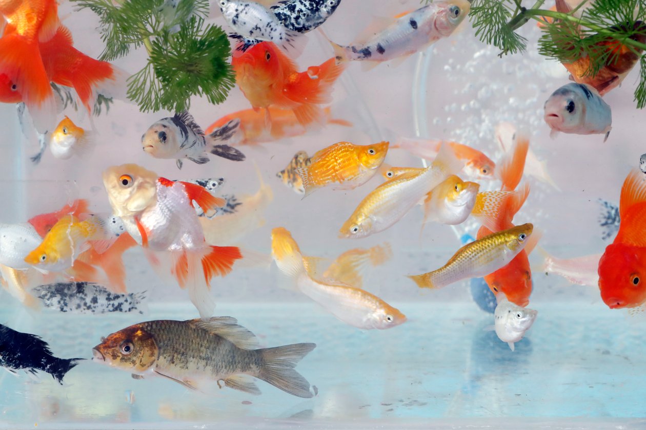 Wiele złotych rybek w akwarium sklepu zoologicznego na sprzedaż, Cai Be, Wietnam autorstwa Unbekannt Unbekannt
