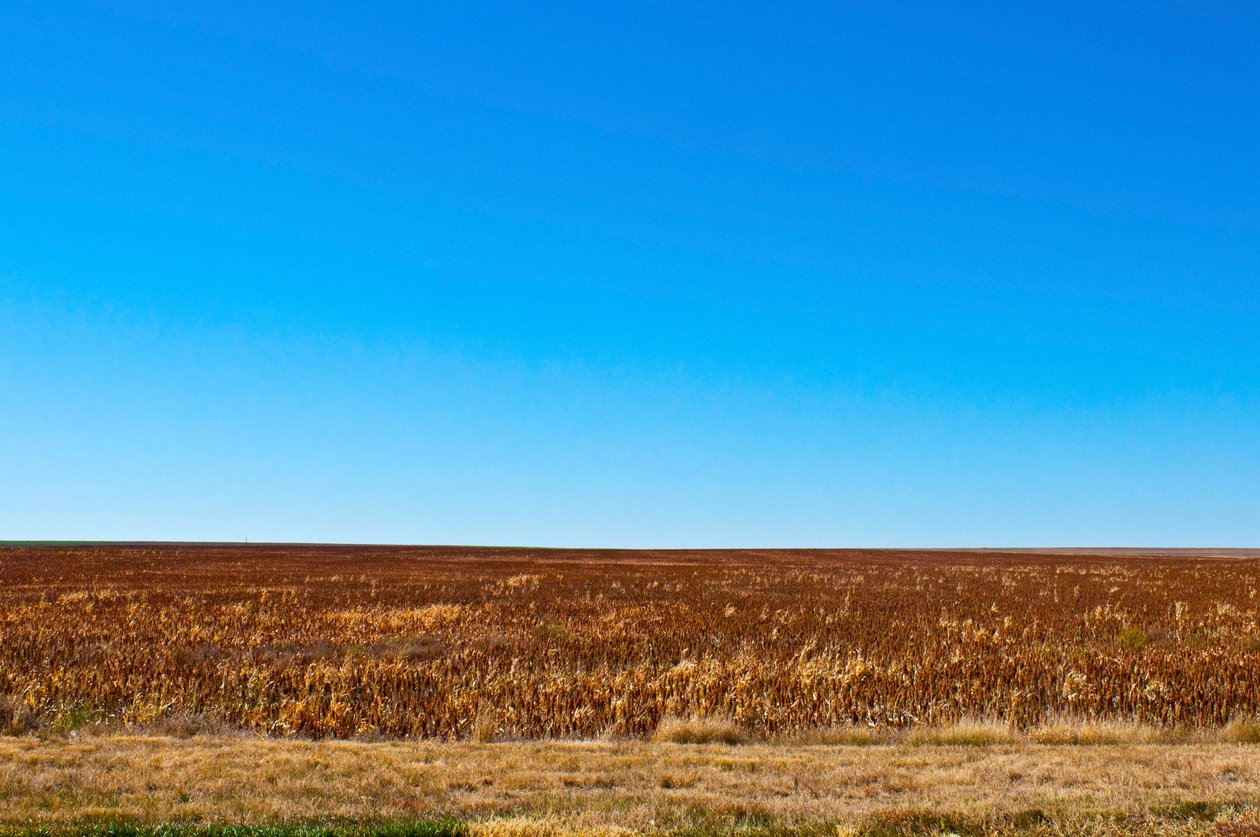 Sorgo gotowe do zbioru, Eads, Kolorado autorstwa Unbekannt Unbekannt