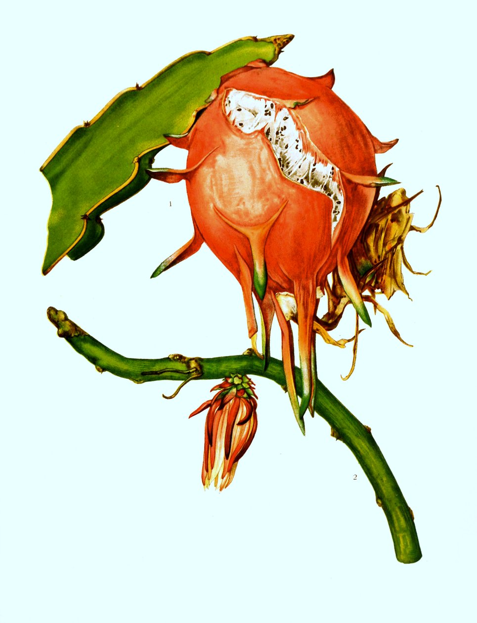 1. 2. Wilmattea minutiflora, kaktus, kaktus (Hylocereus undatus) autorstwa Unbekannter Künstler