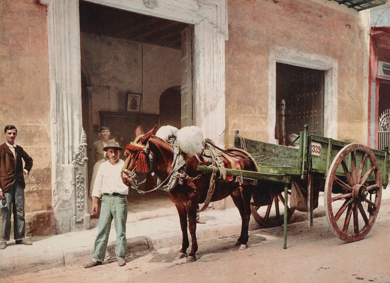 Mule Cart w Hawanie na czele - sprzedawca (zdjęcie) autorstwa Unbekannt