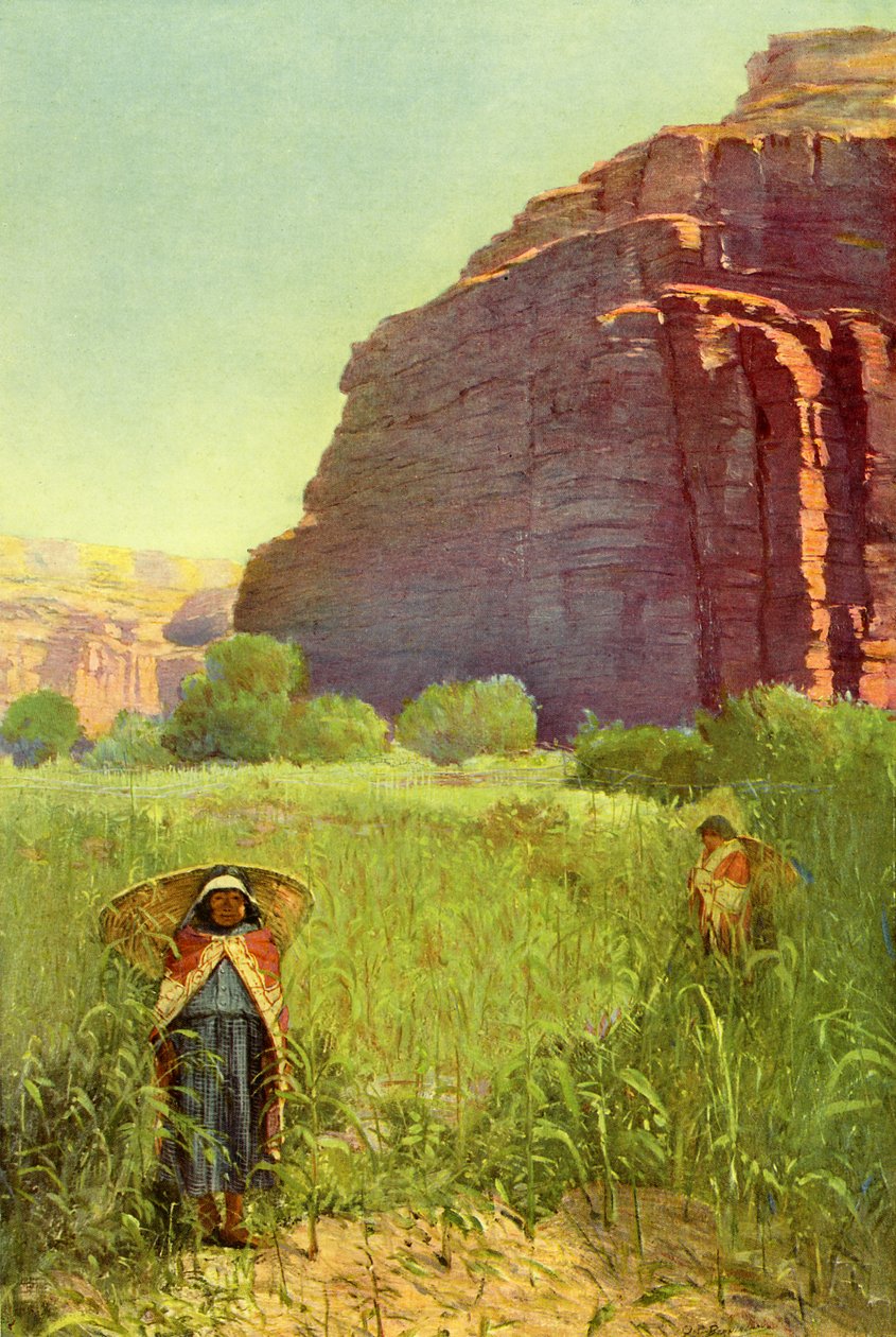 A Supai Cornfield - Cataract Canyon autorstwa Unbekannter Künstler
