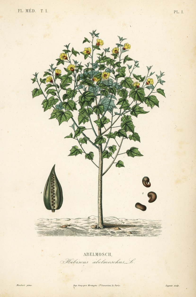 Abelmusk, hibiskus parasolowy lub roczny, Abelmoschus moschatus, Hibiscus abelmoschus, Abelmosch autorstwa Unbekannt