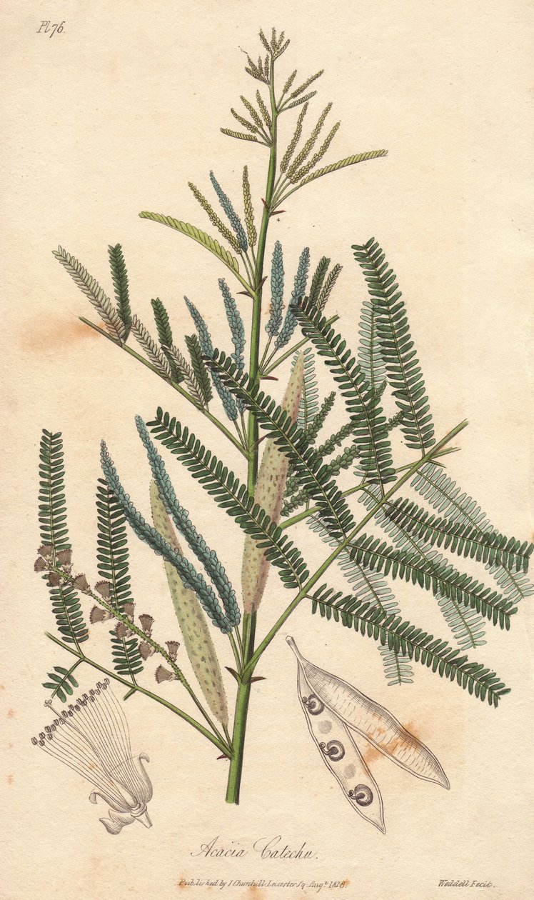 Acacia a cachou lub cachoutier (Acacia catechu) - woda autorstwa Williama Clarke