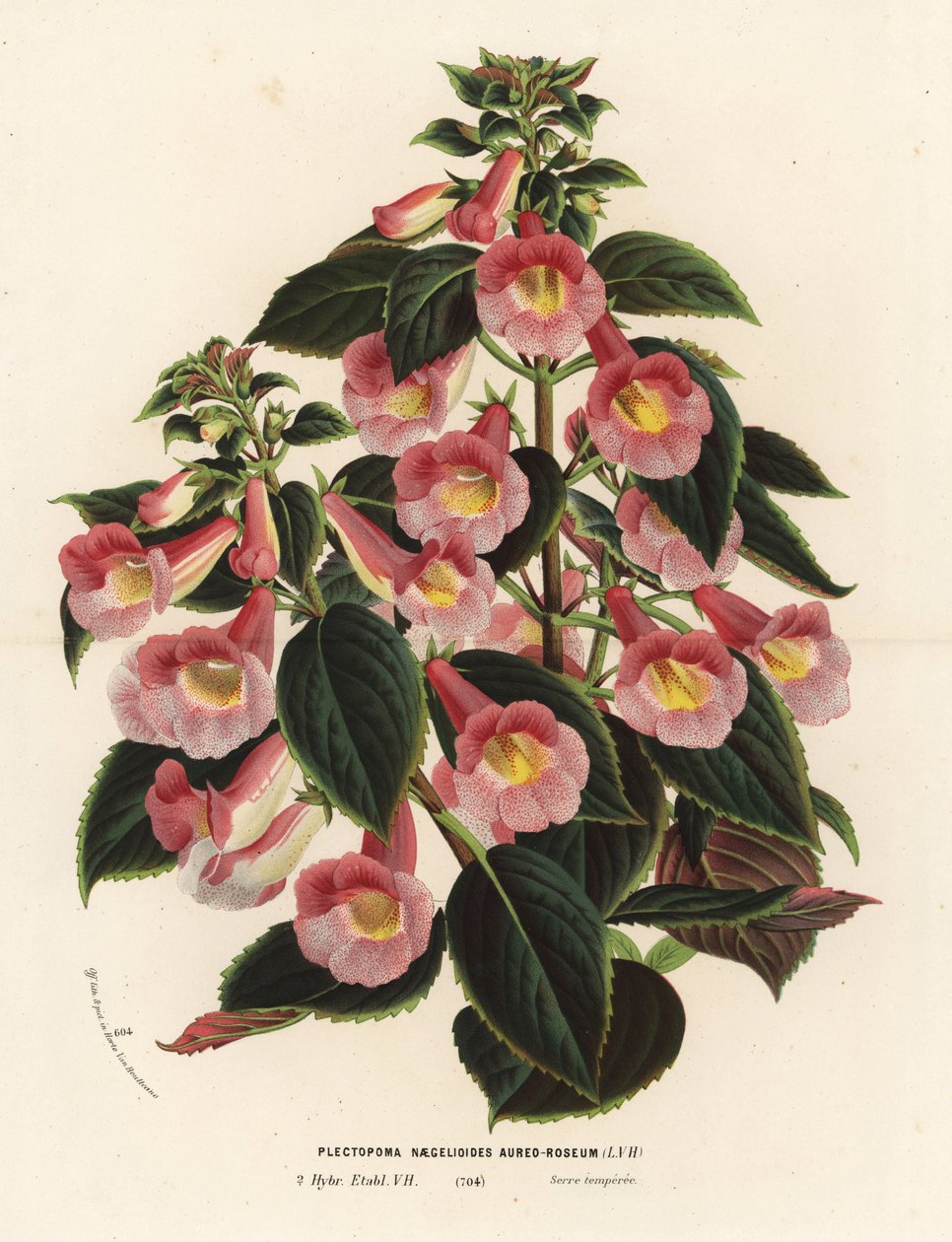 Achimenantha x naegelioides, odmiana różowo-złota. Plectopoma naegelioides aureo-roseum. Ręcznie kolorowana litografia z dzieła Louisa van Houtte