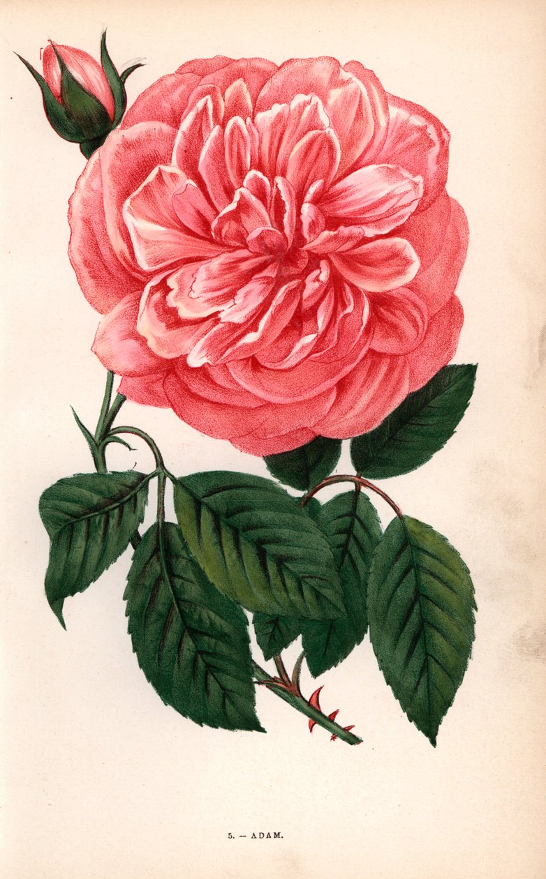 Róża Adam, odmiana róży herbacianej wyhodowana przez Monsieur Adama z Reims w 1838 roku. Chromolitografia narysowana i litografowana według natury przez F. Grobona na podstawie "Les Roses" Hippolyte