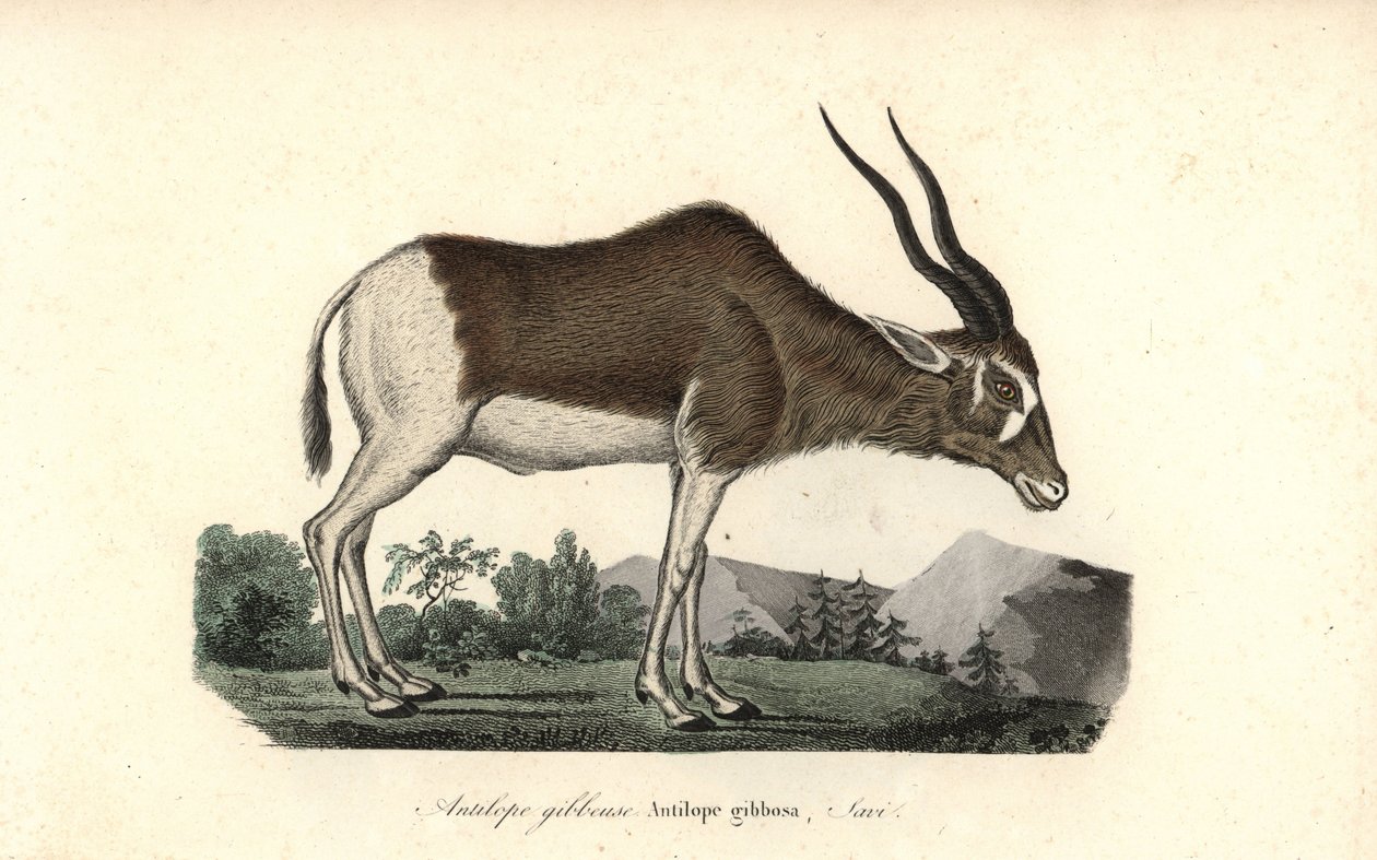 Addax lub antylopa śruboroga, Addax nasomaculatus. Krytycznie zagrożony. Ręcznie kolorowany miedzioryt z Complements de Buffon Rene Primevere Lessona, Pourrat Freres, Paryż autorstwa Unbekannter Künstler