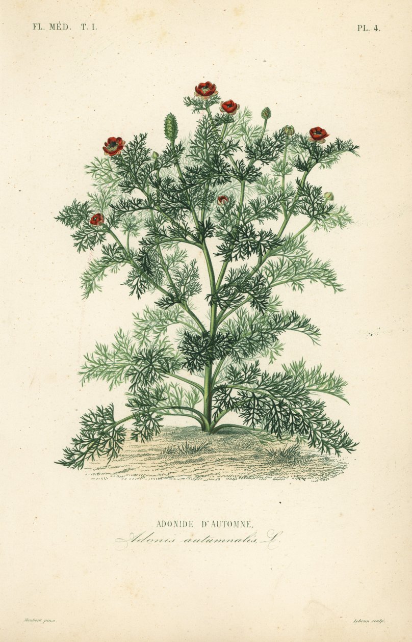 Adonis kwiat lub oko bażanta, Adonis roczny, Adonis autumnalis, Adonis d