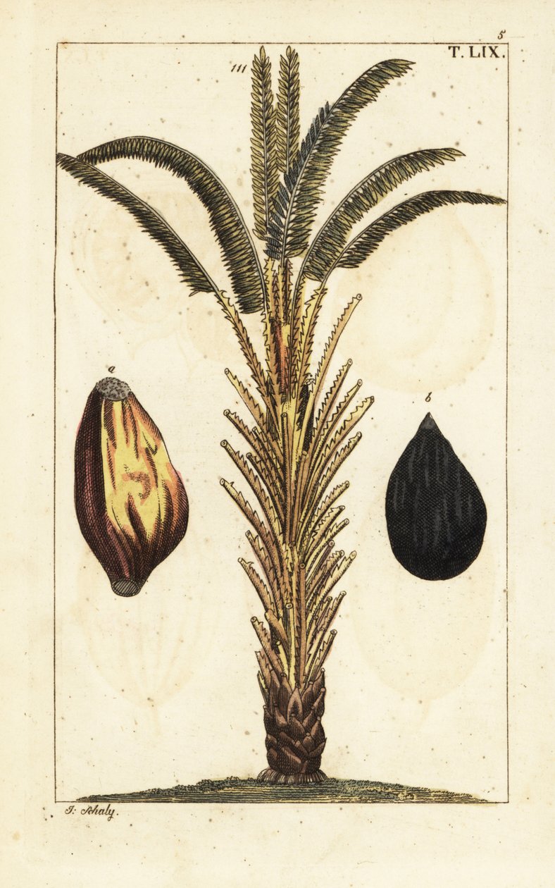 Afrykańska palma olejowa z owocami, Elaeis guineensis. autorstwa Unbekannter Künstler
