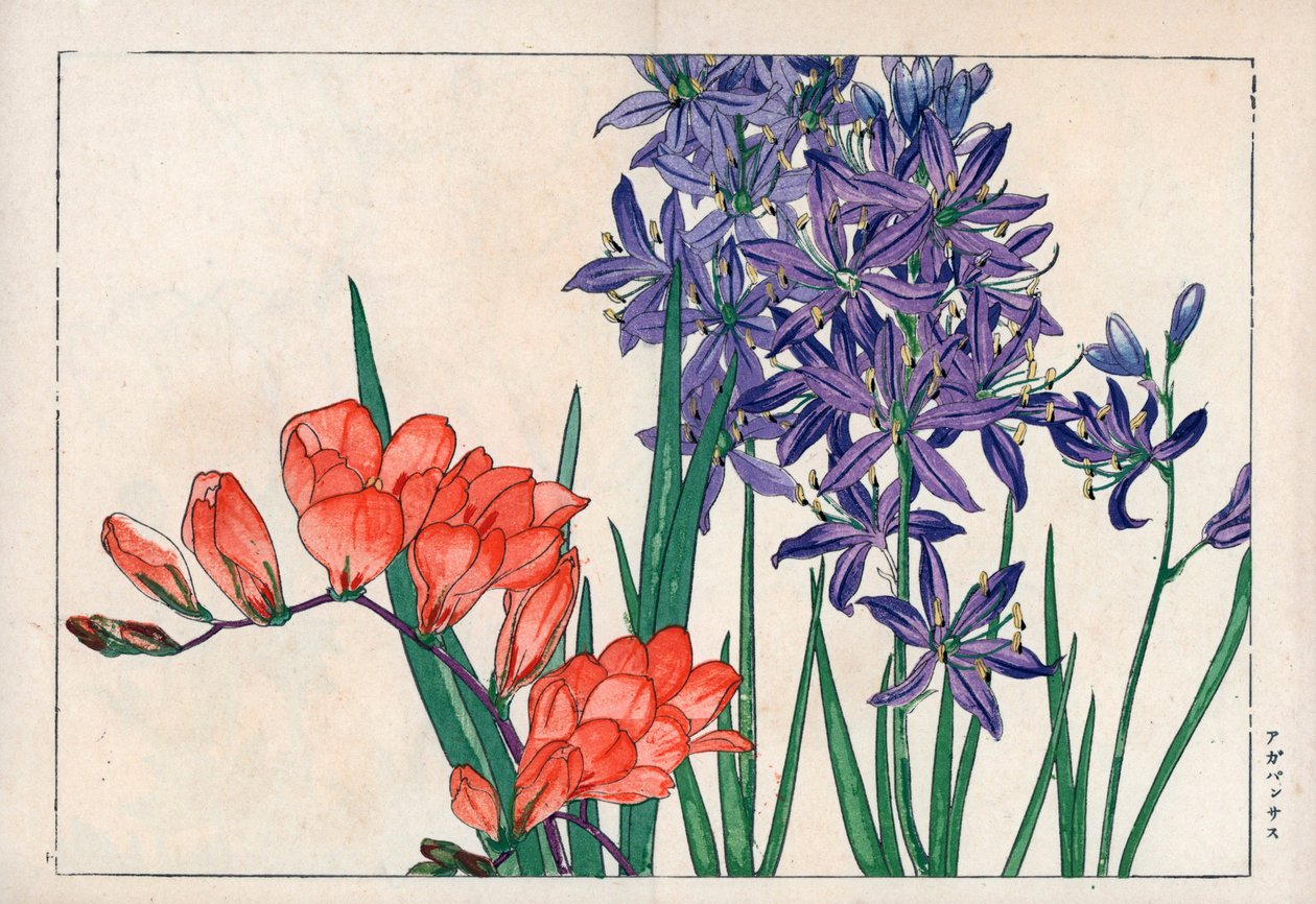 Agapant lub lilia nilowa (niebieska) i frezja. Lilia afrykańska, Agapanthus africanus, i frezja, Freesia refracta. Ręcznie kolorowany drzeworyt Konana Tanigamiego "Seiyou Sokazufu" (Pictorial Album of Western Plants and Flowers: Spring), Unsodo, Kyo. autorstwa Unbekannter Künstler